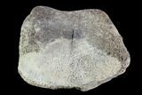 Hadrosaur Toe Bone - Alberta (Disposition #-) #95139-1